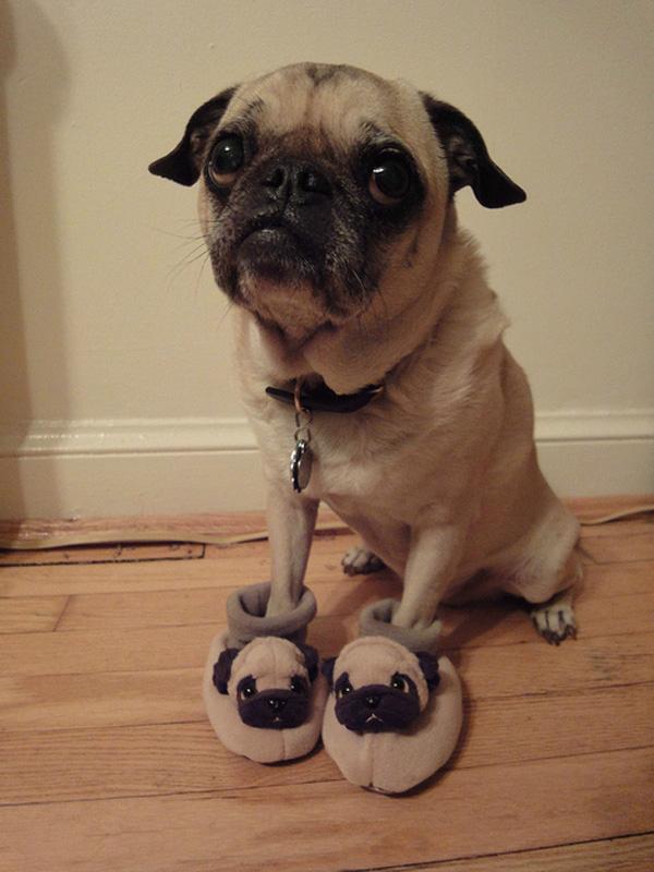 A Pug in Slippers