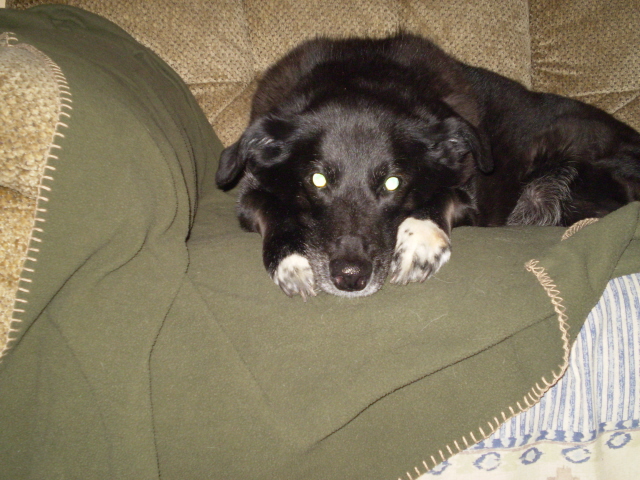 This was Heidi a 13 yr old lab/border collie she passed on in 2007