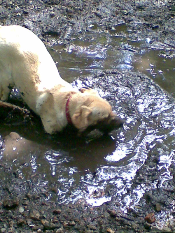 Bailey having a mud bath.jpg