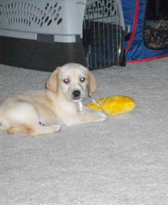 My husband's buddy, Leo, bassett hound x yellow lab.