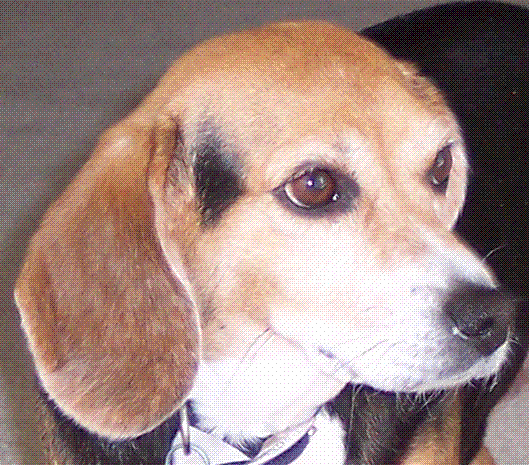 Patches photo for gravestone 2.GIF