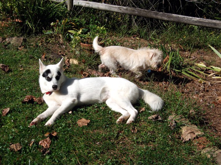 Cotton and Casper hanging out in the front yard during the summer.