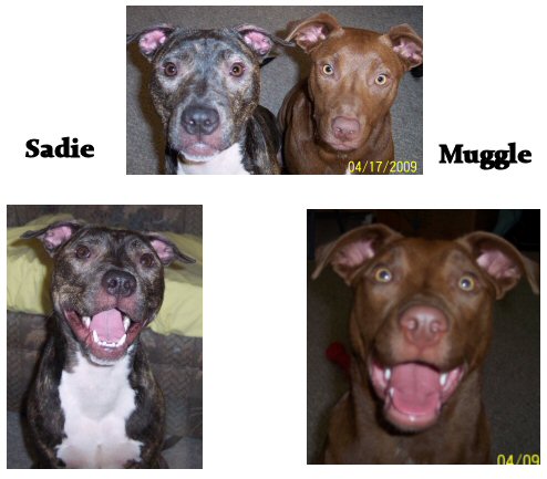Sadie is American Staff Terrier and we think Muggle is American Staff Terrier and Chesapeake Bay Retriever.